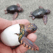 100 Turtles