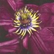 Applause by Mary Lyn Gough