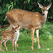 Deer and fawn