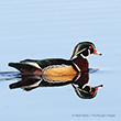 Woodduck