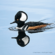 Hooded Merganser