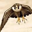 Peregrine Falcon