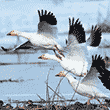 Snow Geese