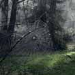 Spiderweb