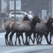Elk Crossing Warrenton