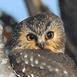 Saw Whet Owl