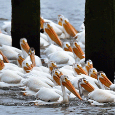 Pelicans