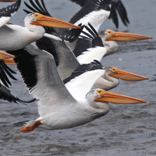 Pelicans