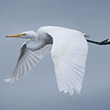Egret