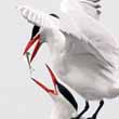 Caspian terns with fish
