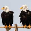 Two Bald Eagles