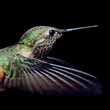 Hummingbird in Flight