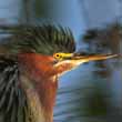 Green Heron