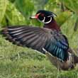 Wood Duck