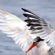 Elegant Terns