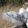 Snowy Owl