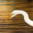 Egret
