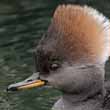Hooded Merganser Female
