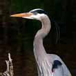 Heron
