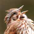 Song Sparrow
