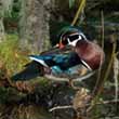 Wood Ducks