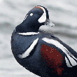 Harlequin Duck