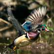 Wood Ducks in Flight
