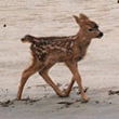 Mother Deer and Babies