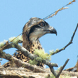 Osprey Nest