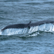 Humpback Fluke