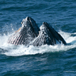 Humpback Feeding