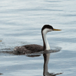 Grebe