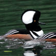 Hooded Merganser