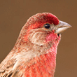 House Finch