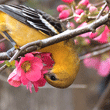 Oriole Blossom