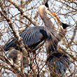 Blue Heron