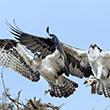 Osprey Pair