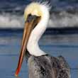 Brown Pelican standing on a beach