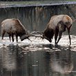 Elk Battle
