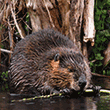 Beaver