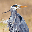 Windy Heron