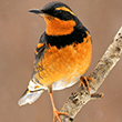 Varied Thrush