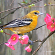 Stranger in Town.  Baltimore oriole