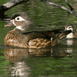 Wood Ducks